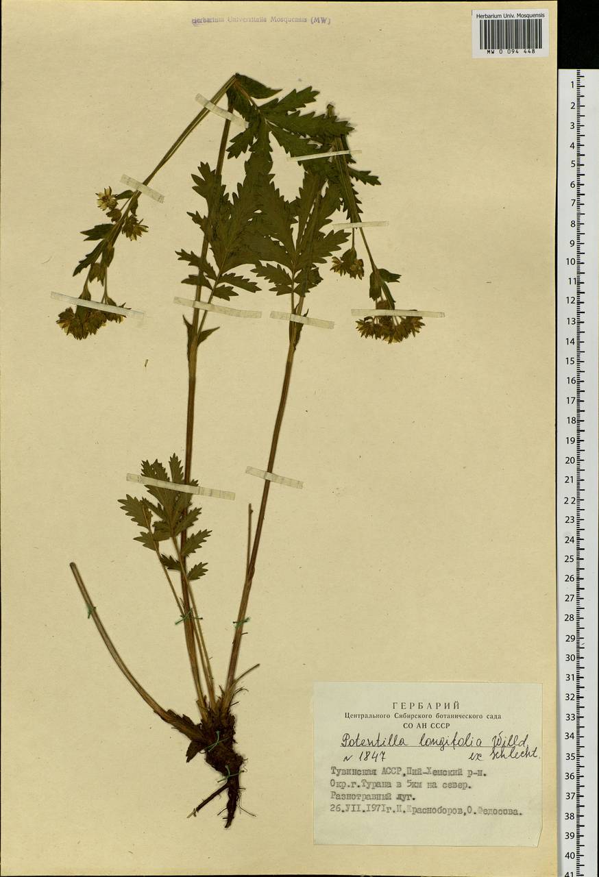 Potentilla longifolia Willd., Siberia, Altai & Sayany Mountains (S2) (Russia)