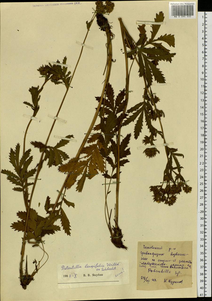 Potentilla longifolia Willd., Siberia, Altai & Sayany Mountains (S2) (Russia)