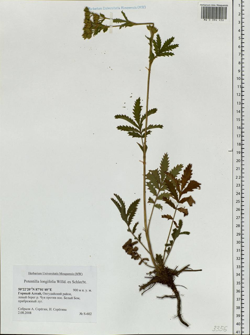 Potentilla longifolia Willd., Siberia, Altai & Sayany Mountains (S2) (Russia)