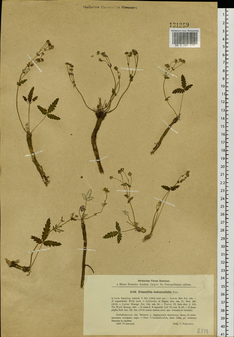 Potentilla betonicifolia Poir., Siberia, Baikal & Transbaikal region (S4) (Russia)