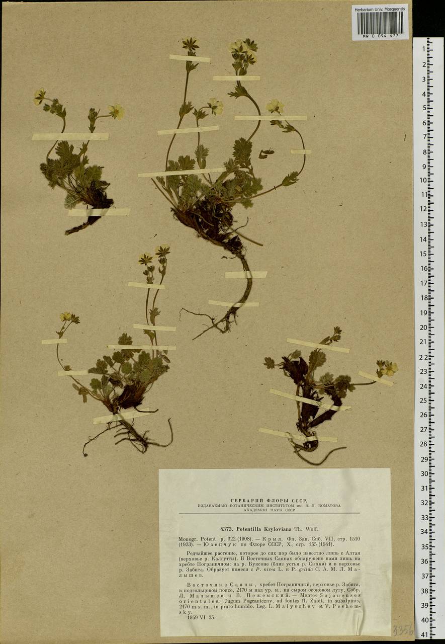 Potentilla kryloviana Th. Wolf, Siberia, Baikal & Transbaikal region (S4) (Russia)