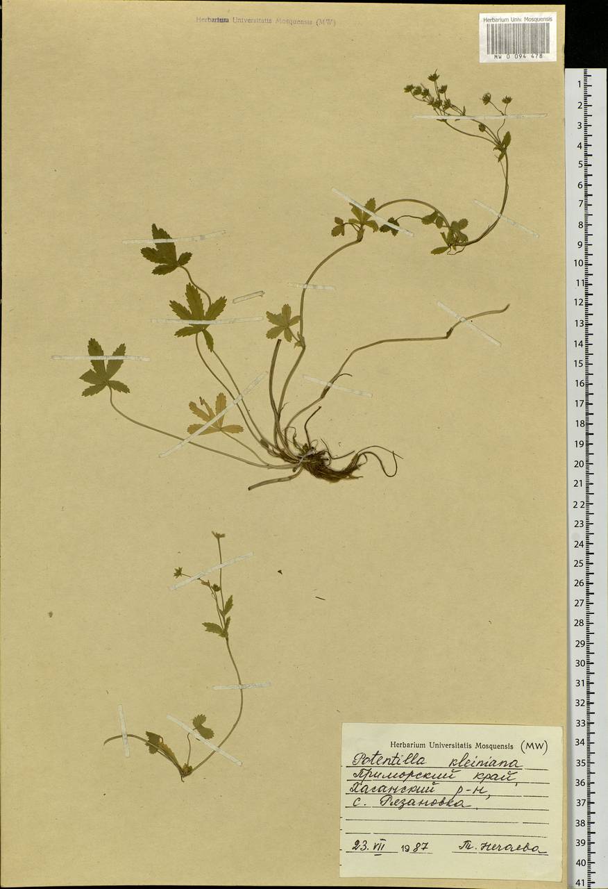 Potentilla sundaica (Blume) Kuntze, Siberia, Russian Far East (S6) (Russia)