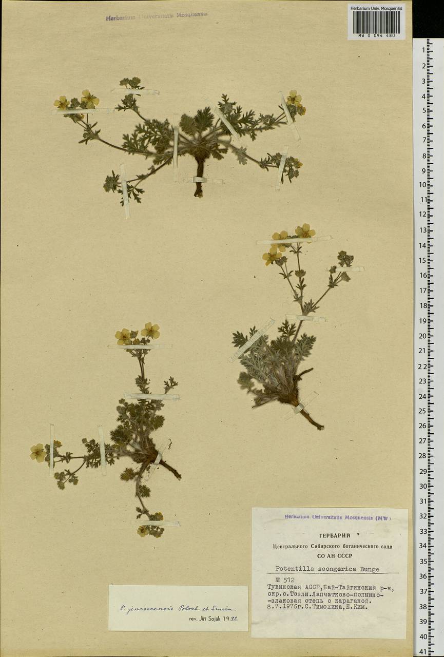 Potentilla jenissejensis Polozhij & W. A. Smirnova, Siberia, Altai & Sayany Mountains (S2) (Russia)