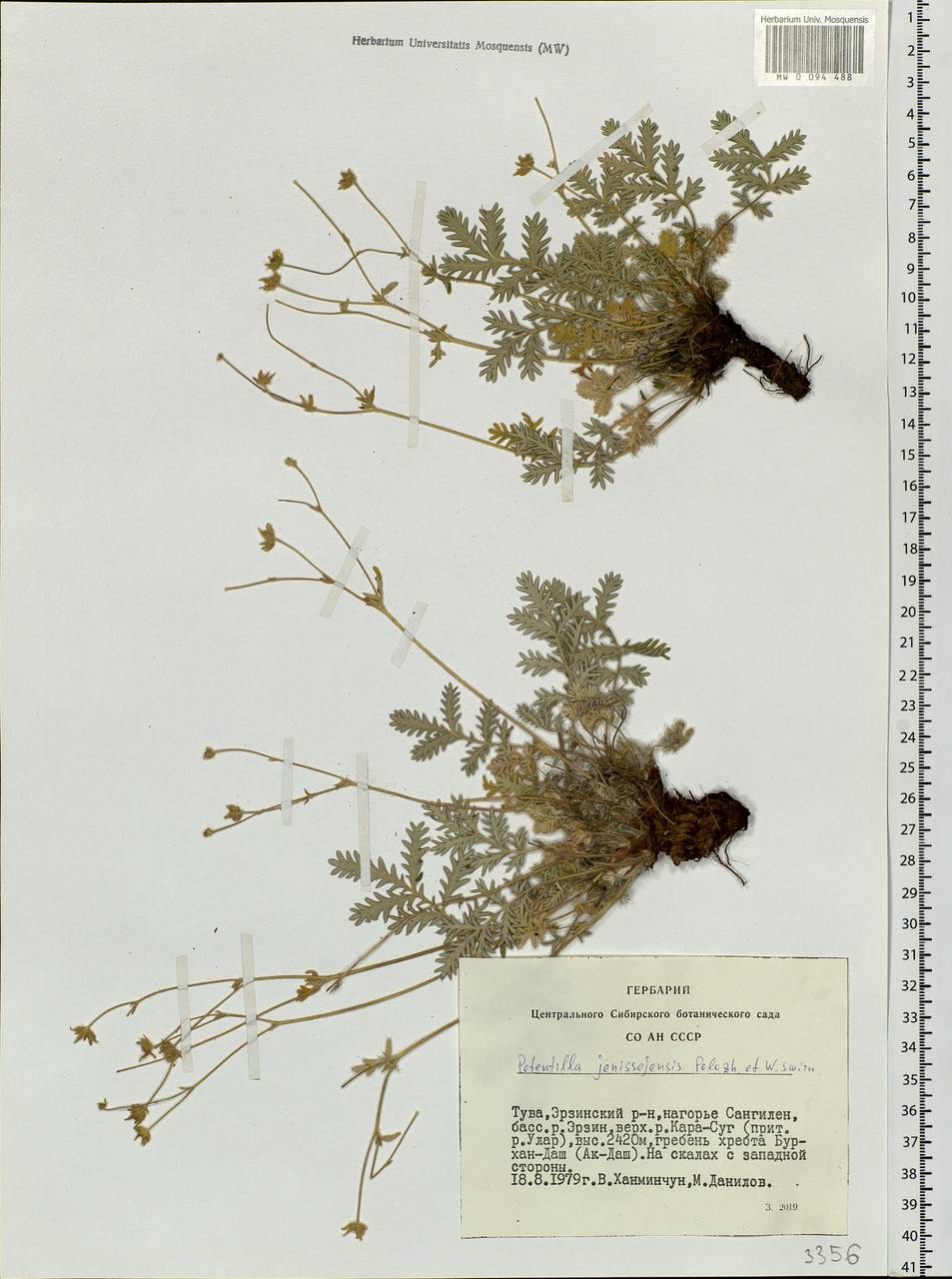 Potentilla jenissejensis Polozhij & W. A. Smirnova, Siberia, Altai & Sayany Mountains (S2) (Russia)