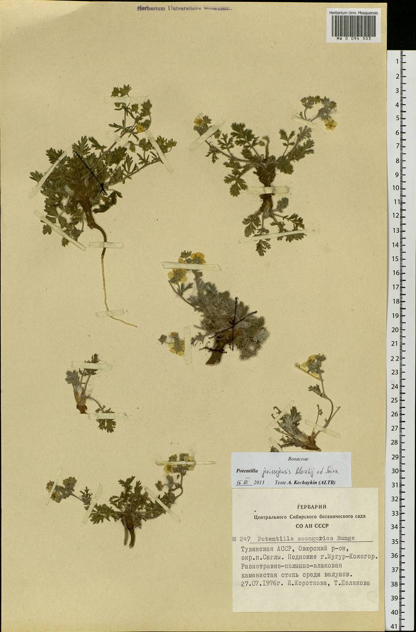 Potentilla jenissejensis Polozhij & W. A. Smirnova, Siberia, Altai & Sayany Mountains (S2) (Russia)