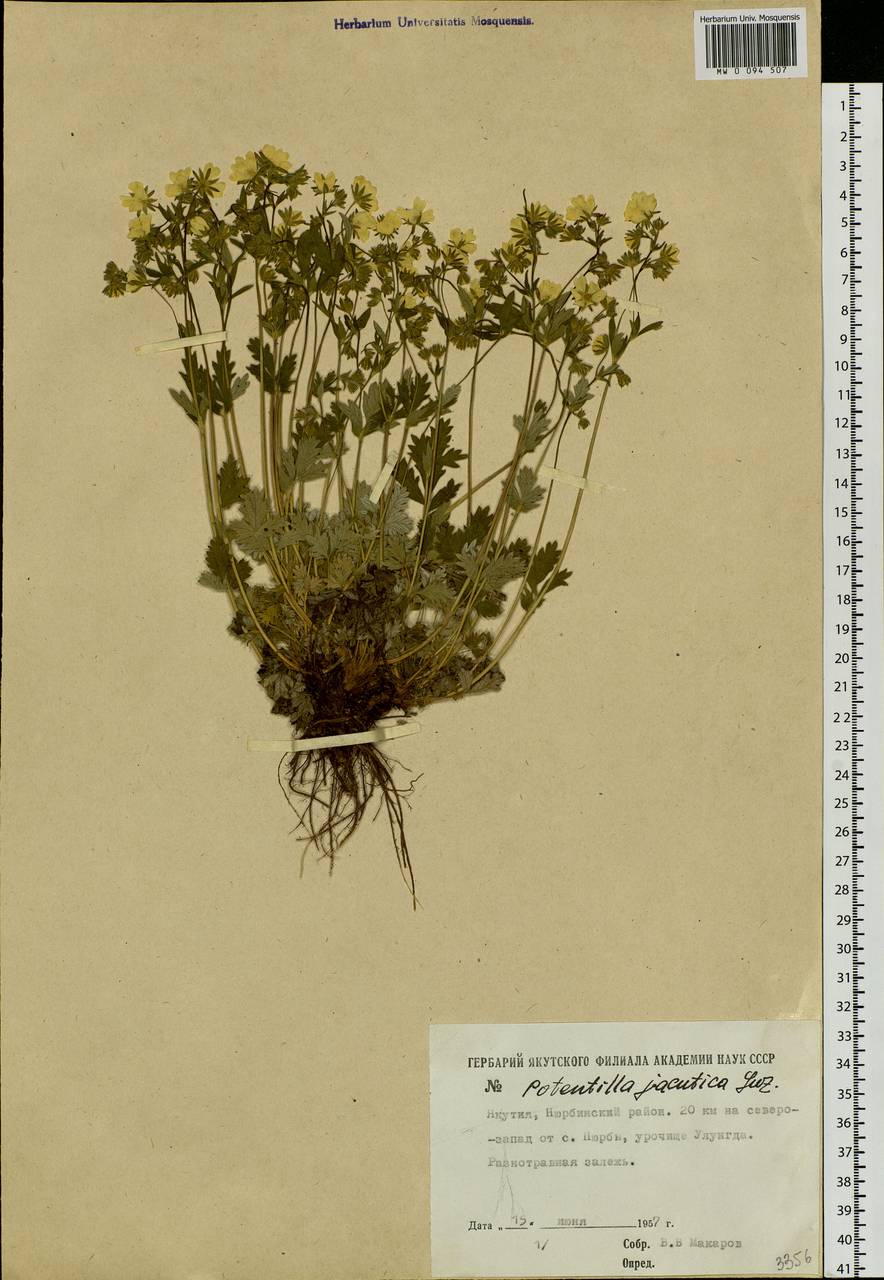 Potentilla evestita Th.Wolf, Siberia, Yakutia (S5) (Russia)