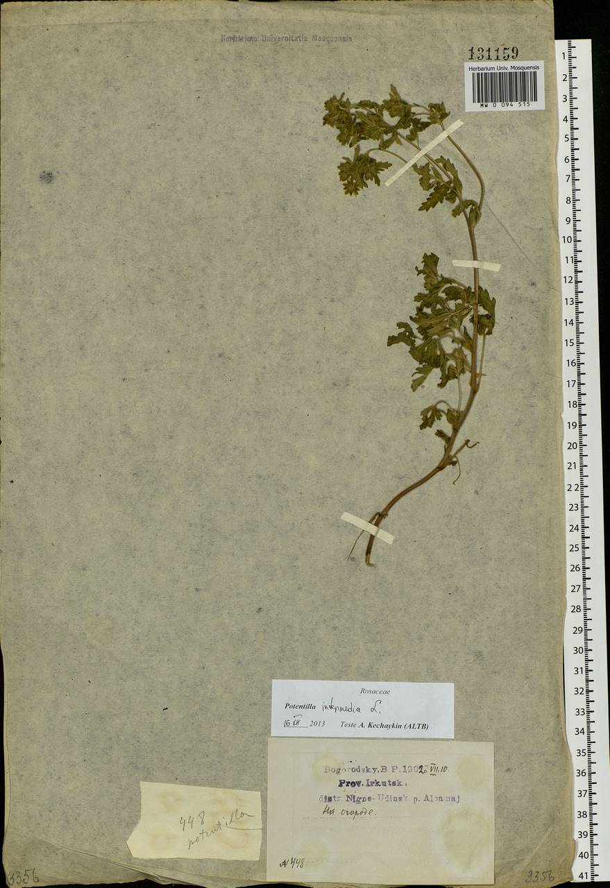 Potentilla intermedia L., Siberia, Baikal & Transbaikal region (S4) (Russia)