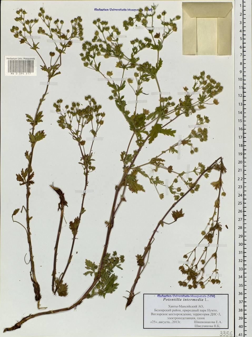 Potentilla intermedia L., Siberia, Western Siberia (S1) (Russia)
