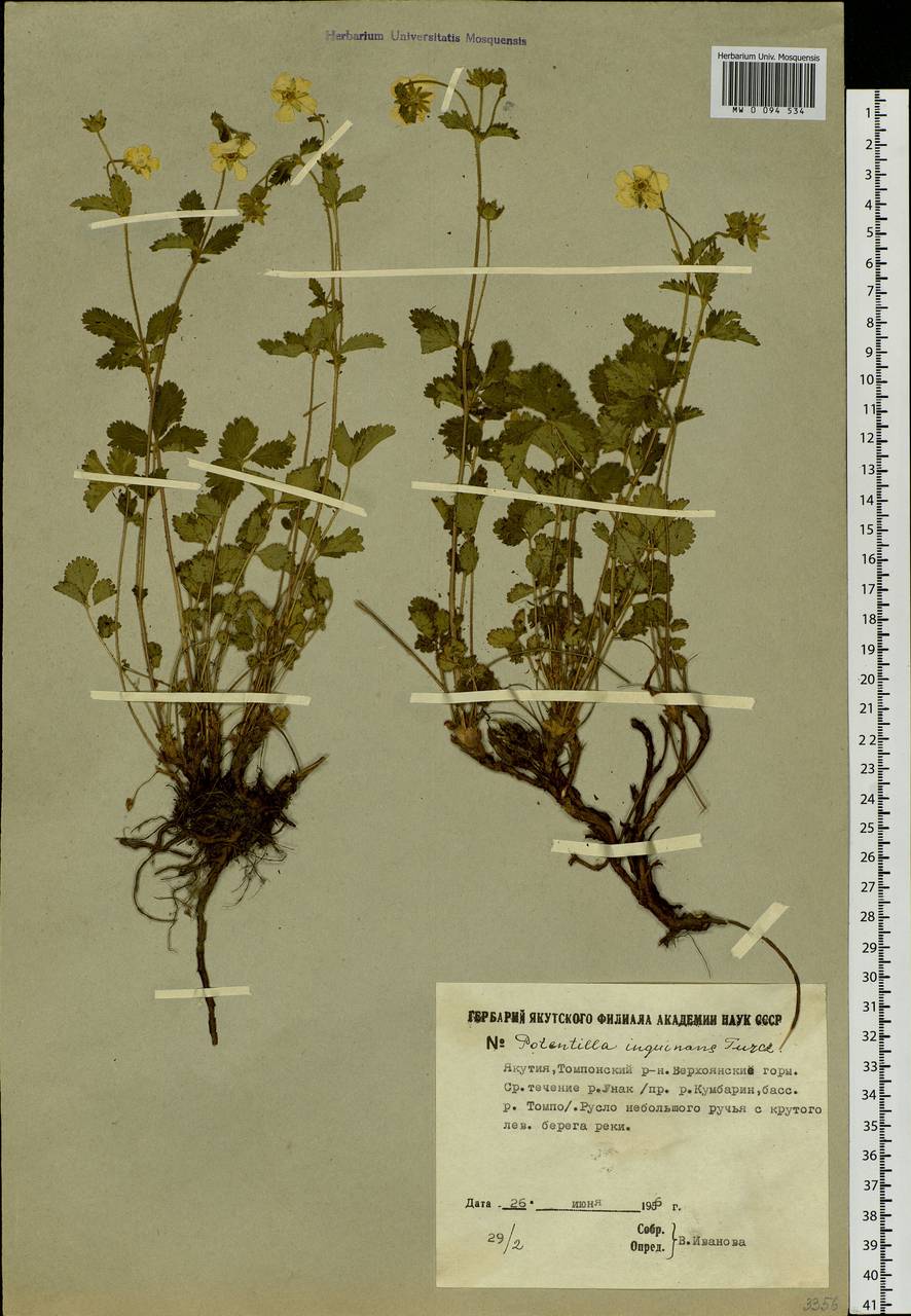 Drymocallis inquinans (Turcz.) Soják, Siberia, Yakutia (S5) (Russia)