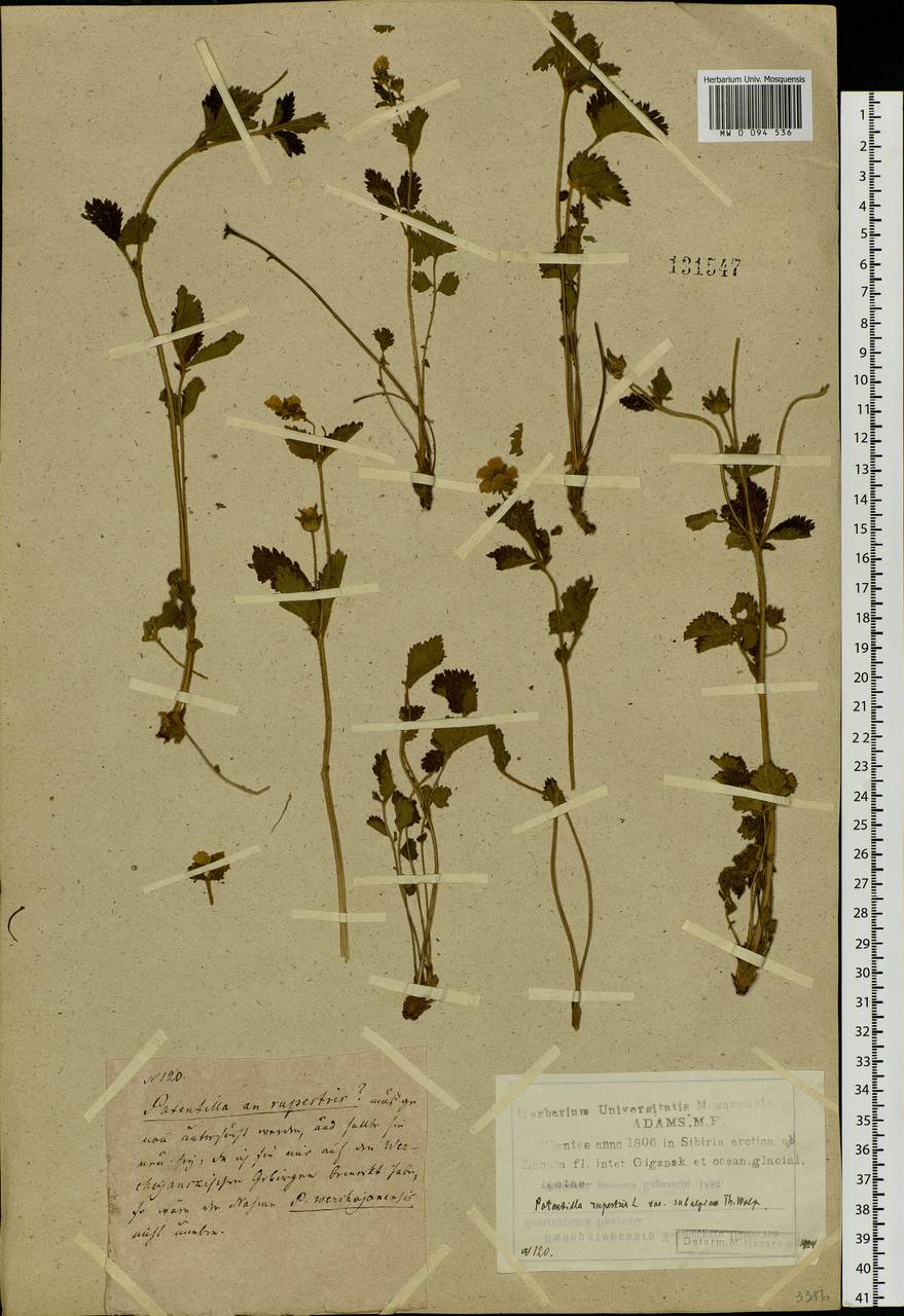 Drymocallis inquinans (Turcz.) Soják, Siberia, Yakutia (S5) (Russia)