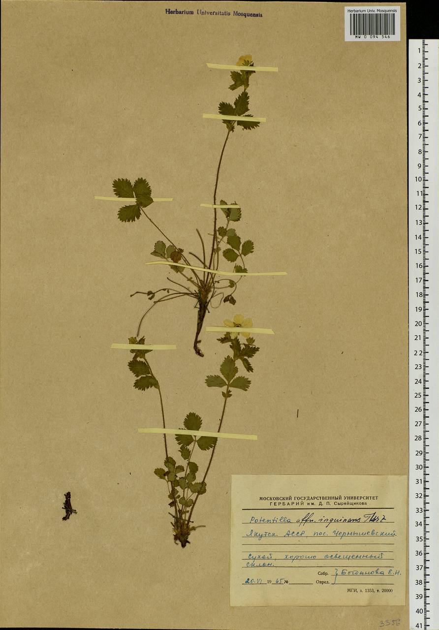 Drymocallis inquinans (Turcz.) Soják, Siberia, Yakutia (S5) (Russia)