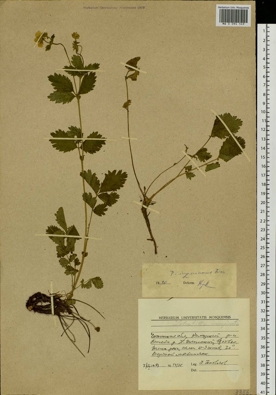 Drymocallis inquinans (Turcz.) Soják, Siberia, Baikal & Transbaikal region (S4) (Russia)