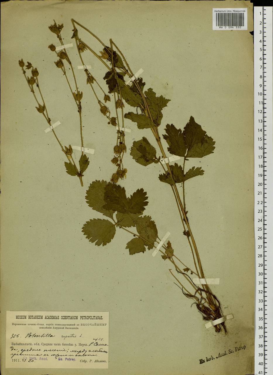 Drymocallis inquinans (Turcz.) Soják, Siberia, Baikal & Transbaikal region (S4) (Russia)