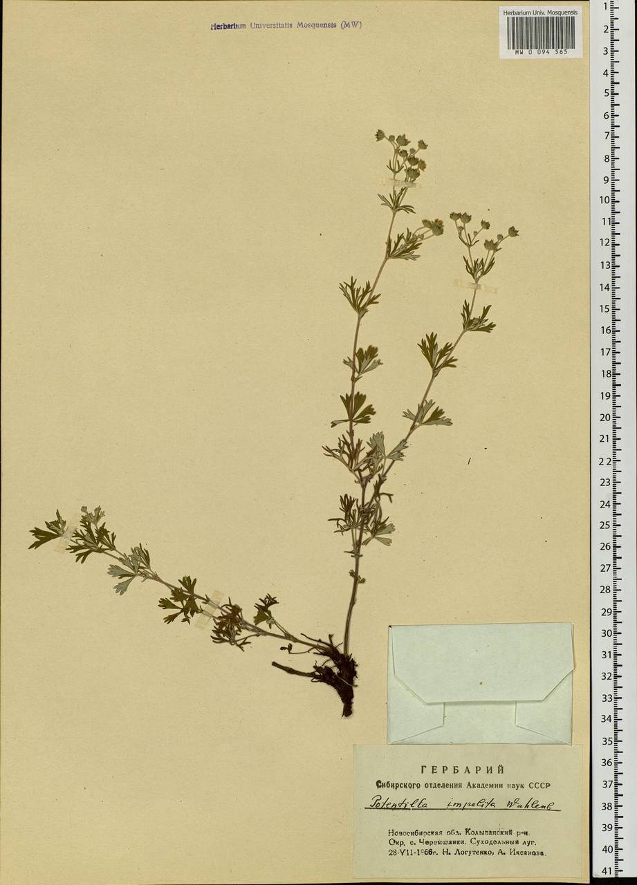 Potentilla inclinata Vill., Siberia, Western Siberia (S1) (Russia)