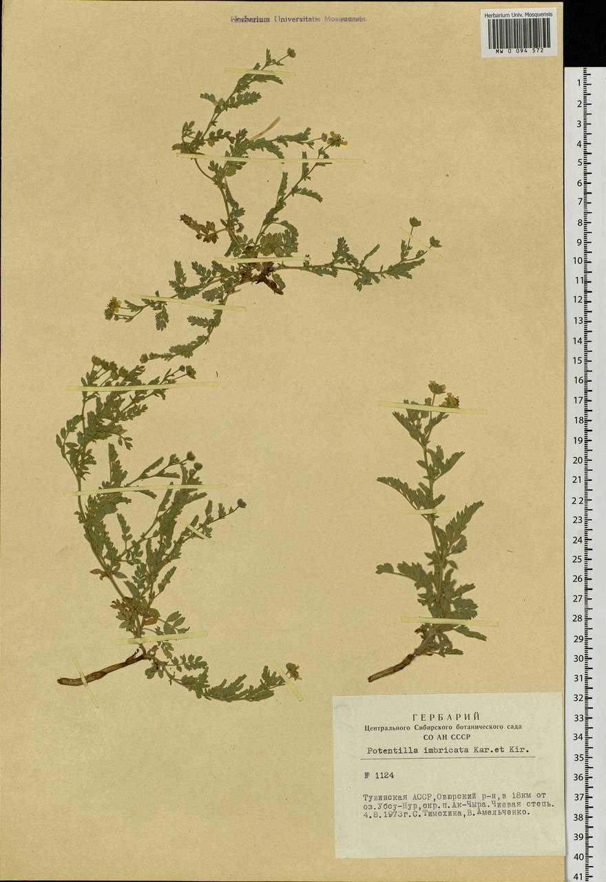 Sibbaldianthe imbricata (Kar. & Kir.) Mosyakin & Shiyan, Siberia, Altai & Sayany Mountains (S2) (Russia)