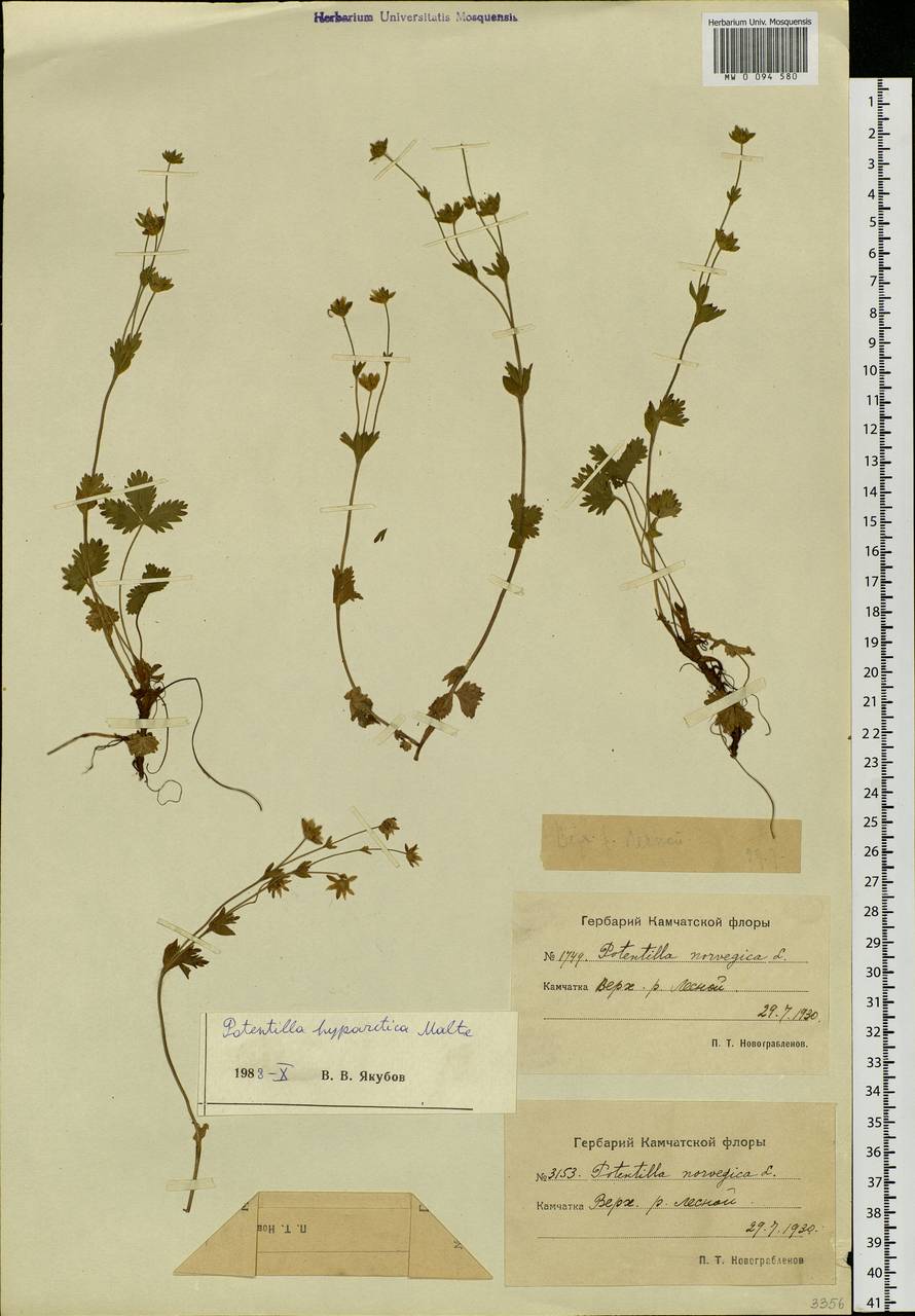 Potentilla hyparctica Malte, Siberia, Chukotka & Kamchatka (S7) (Russia)