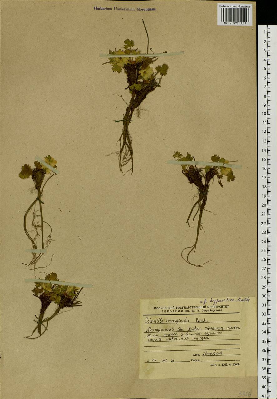 Potentilla hyparctica Malte, Siberia, Chukotka & Kamchatka (S7) (Russia)