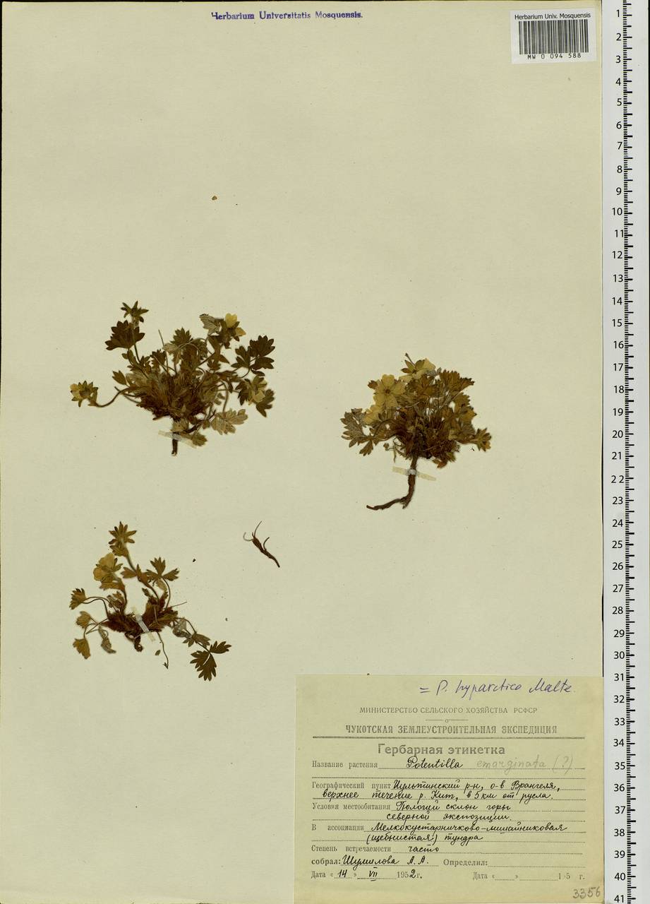 Potentilla hyparctica Malte, Siberia, Chukotka & Kamchatka (S7) (Russia)