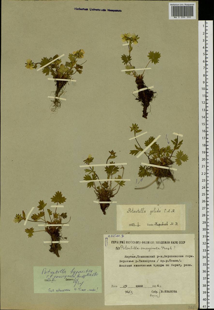 Potentilla hyparctica Malte, Siberia, Yakutia (S5) (Russia)