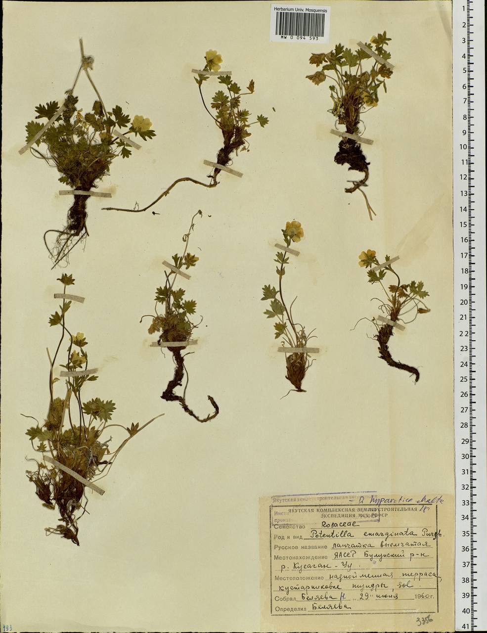 Potentilla hyparctica Malte, Siberia, Yakutia (S5) (Russia)