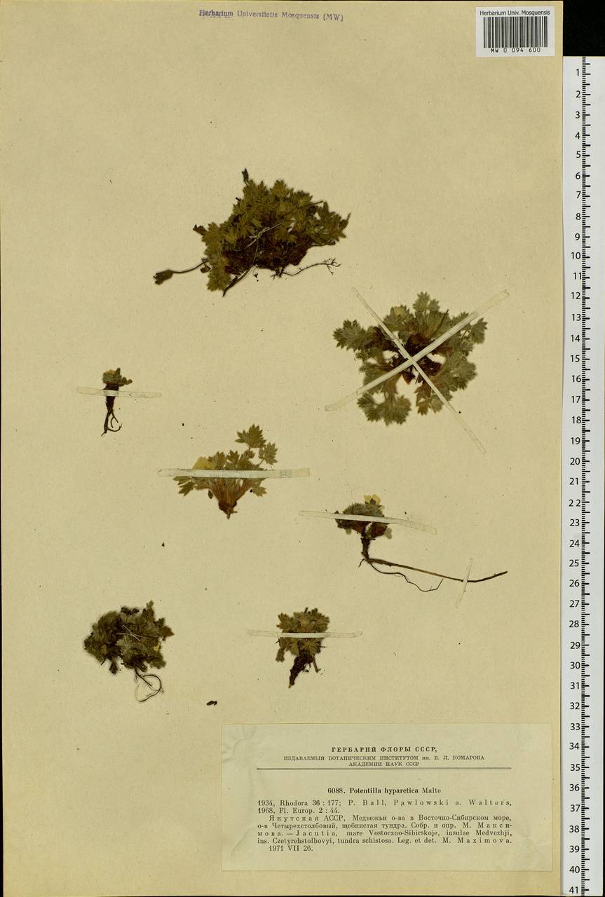 Potentilla hyparctica Malte, Siberia, Yakutia (S5) (Russia)