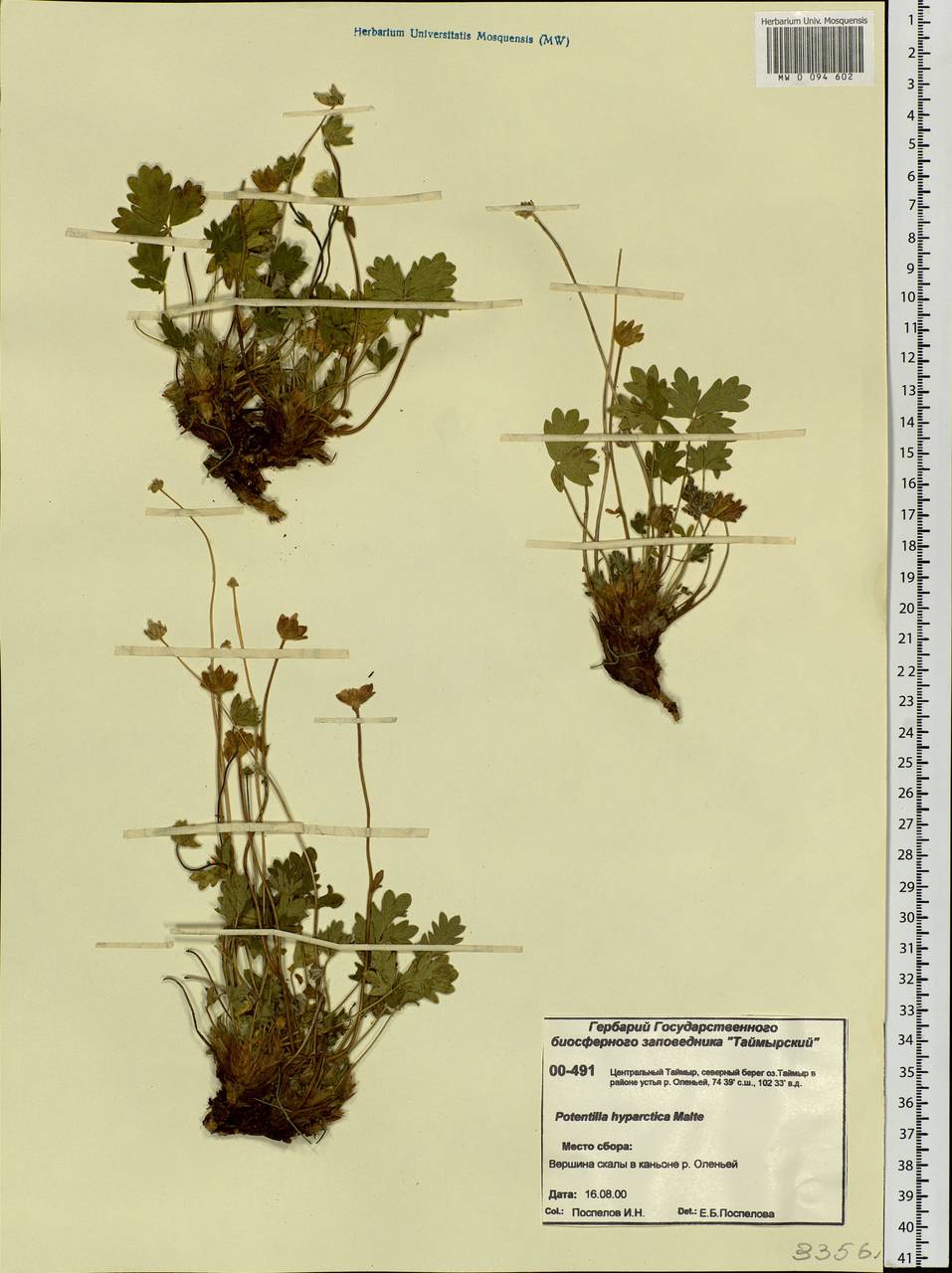 Potentilla hyparctica Malte, Siberia, Central Siberia (S3) (Russia)