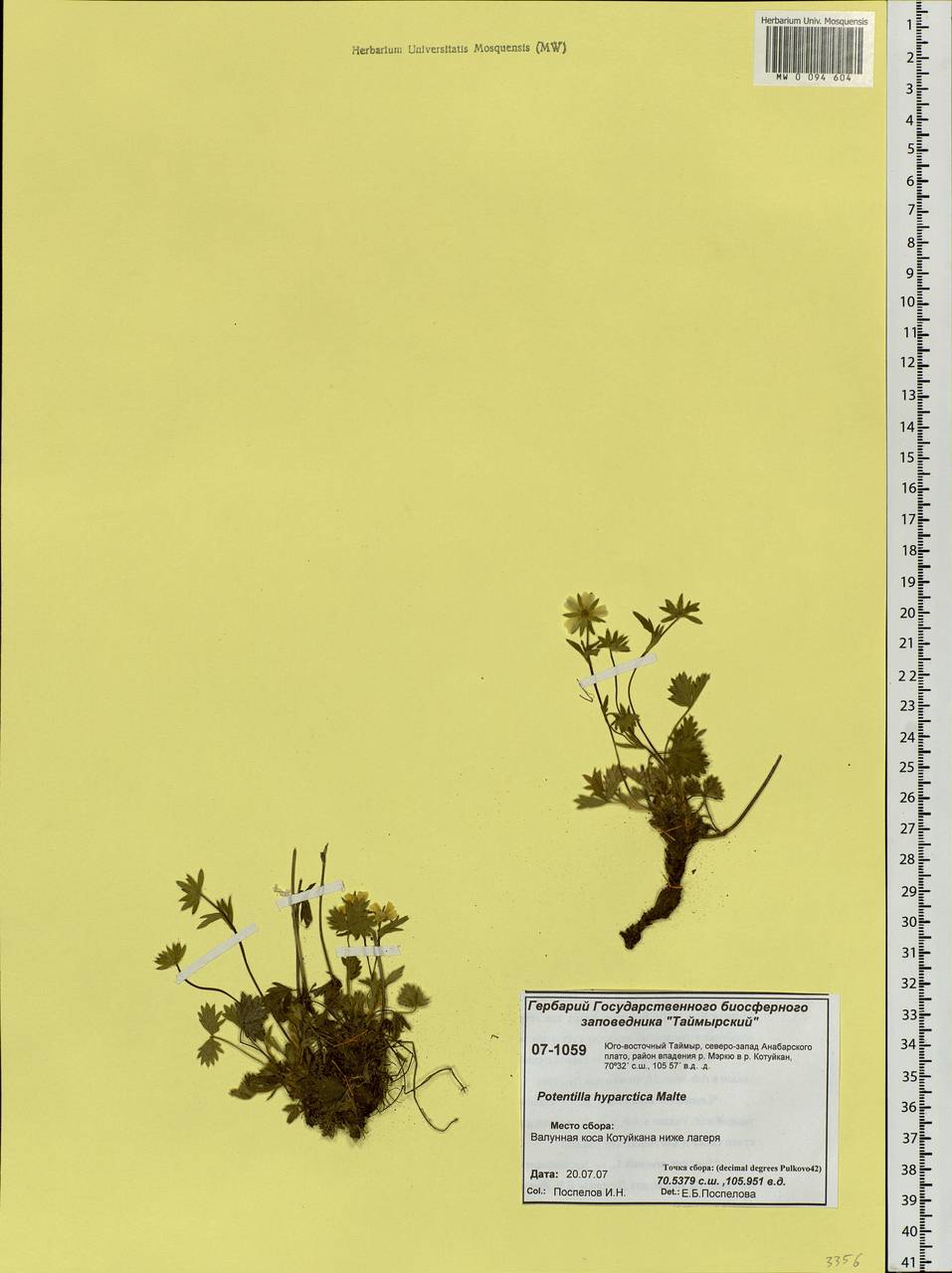 Potentilla hyparctica Malte, Siberia, Central Siberia (S3) (Russia)