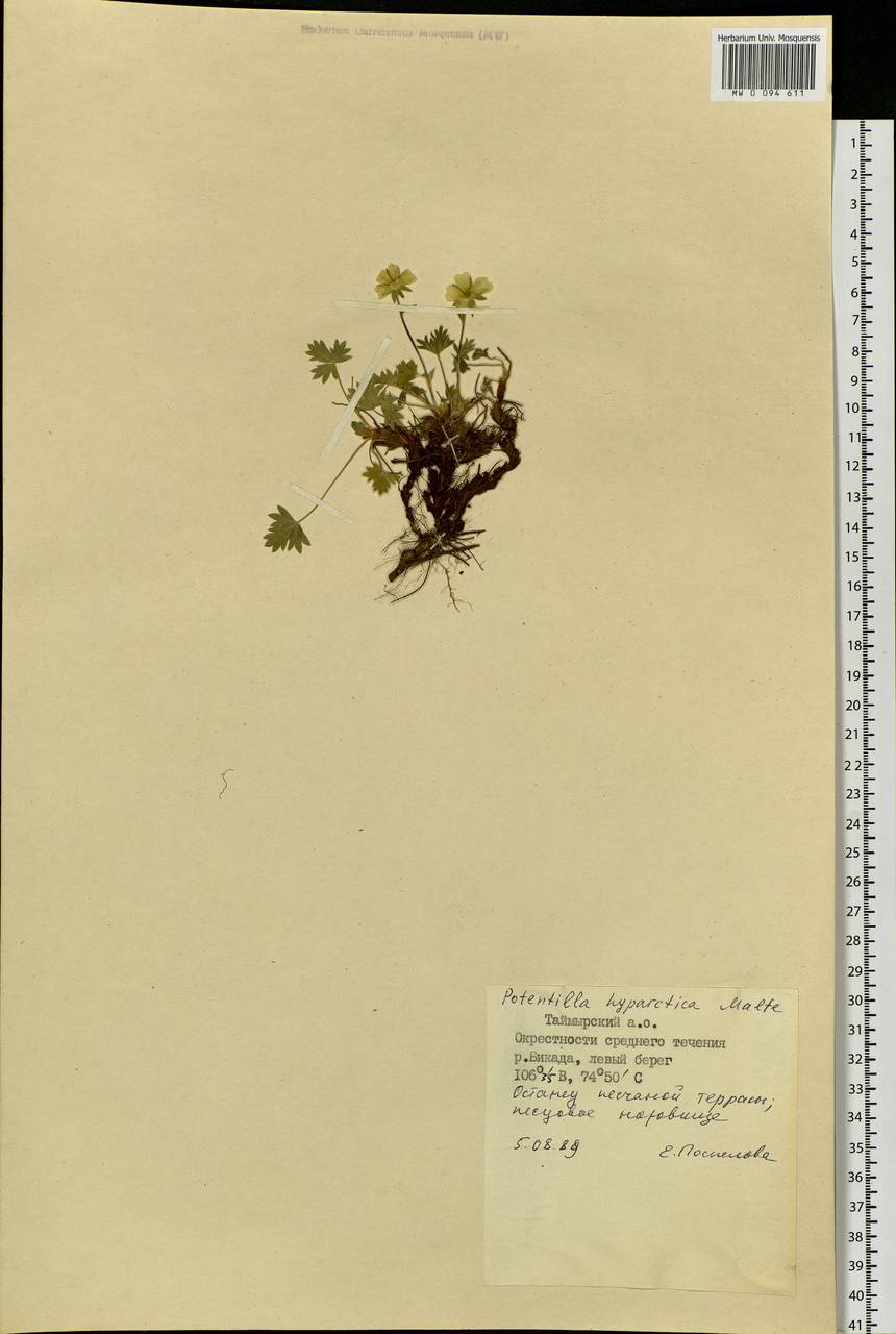 Potentilla hyparctica Malte, Siberia, Central Siberia (S3) (Russia)