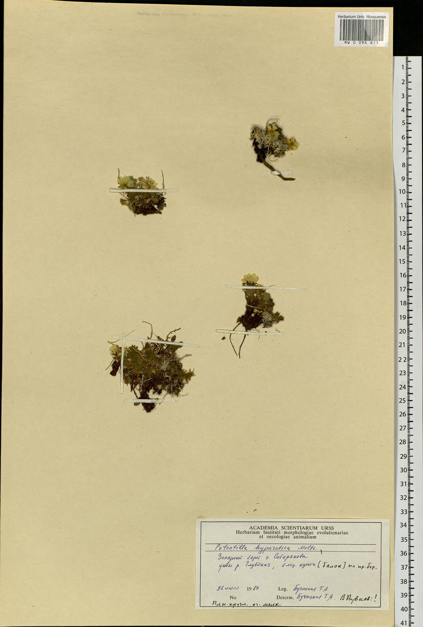 Potentilla hyparctica Malte, Siberia, Central Siberia (S3) (Russia)
