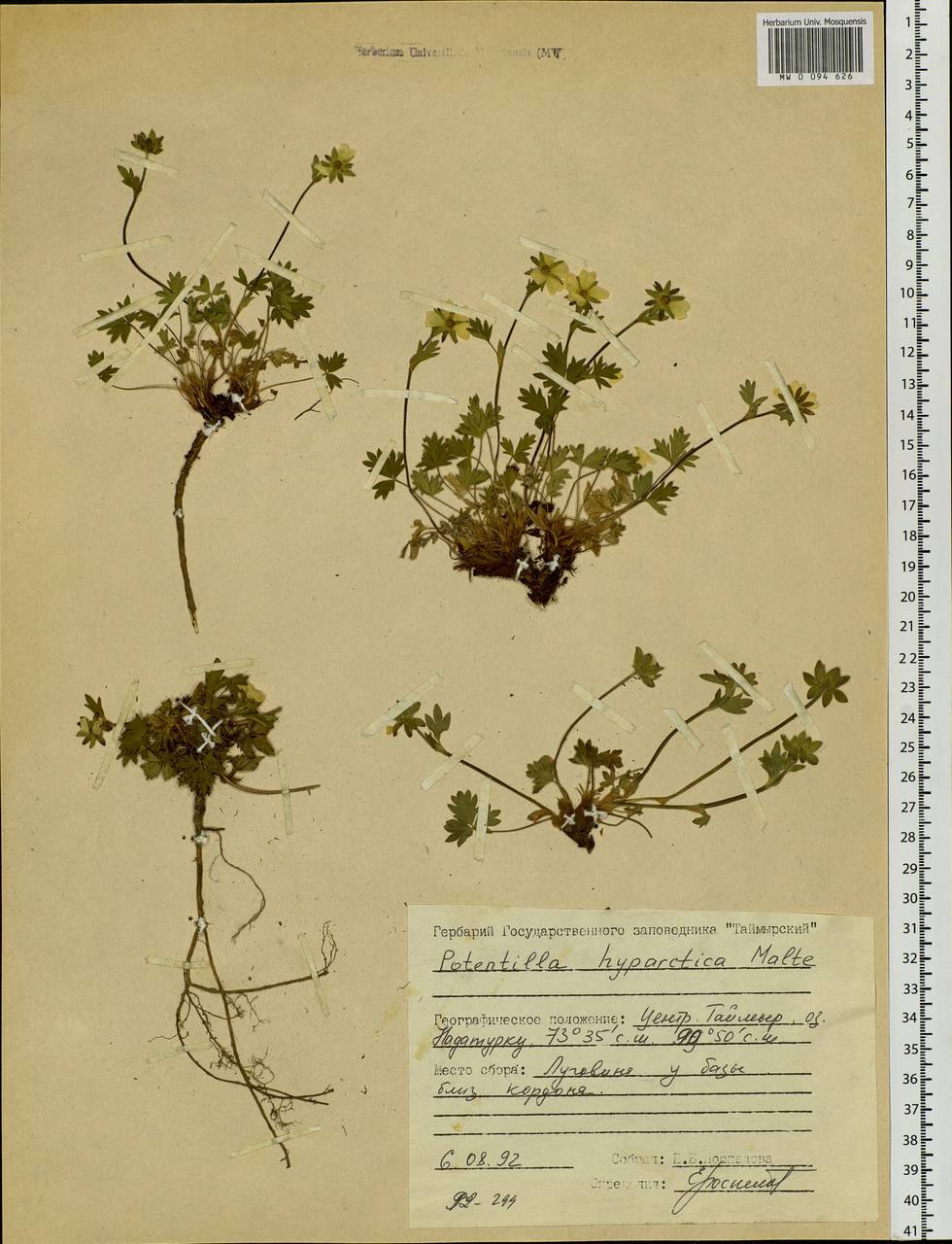 Potentilla hyparctica Malte, Siberia, Central Siberia (S3) (Russia)