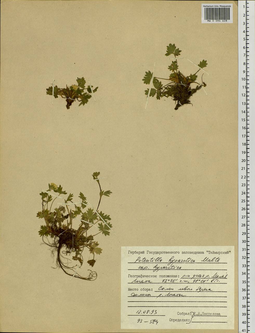 Potentilla hyparctica Malte, Siberia, Central Siberia (S3) (Russia)