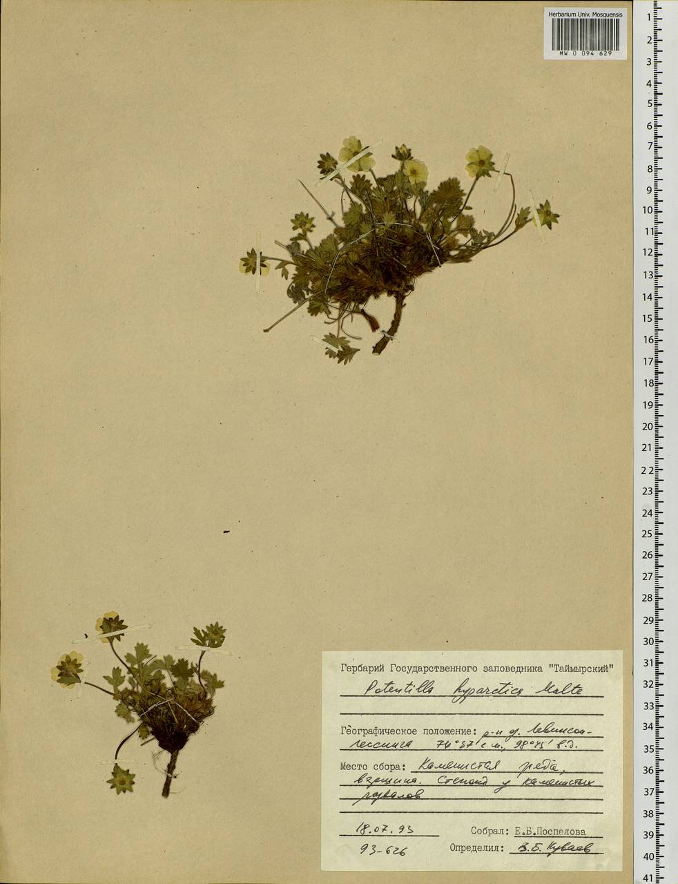 Potentilla hyparctica Malte, Siberia, Central Siberia (S3) (Russia)