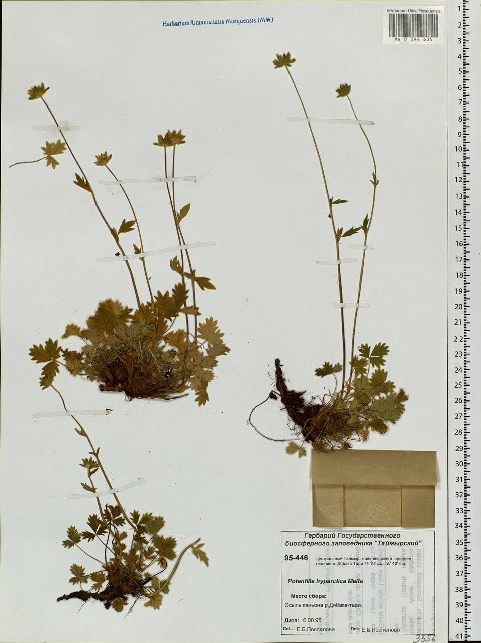 Potentilla hyparctica Malte, Siberia, Central Siberia (S3) (Russia)