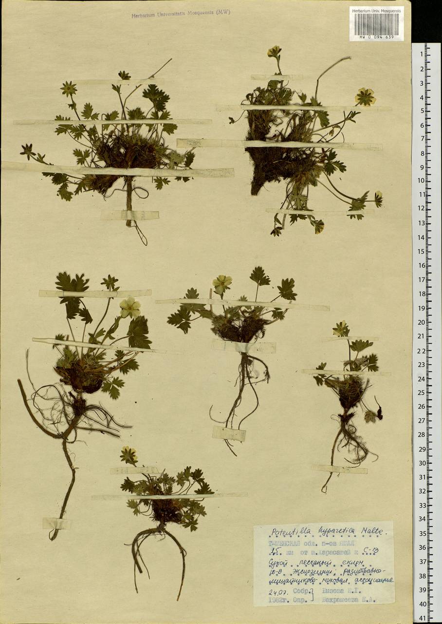 Potentilla hyparctica Malte, Siberia, Western Siberia (S1) (Russia)