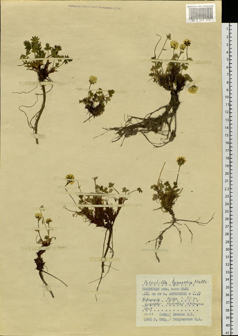 Potentilla hyparctica Malte, Siberia, Western Siberia (S1) (Russia)