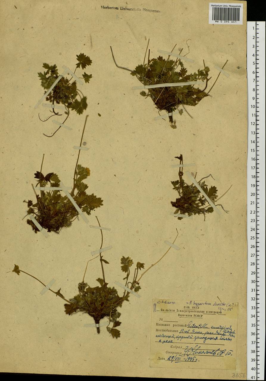 Potentilla hyparctica Malte, Siberia, Western Siberia (S1) (Russia)