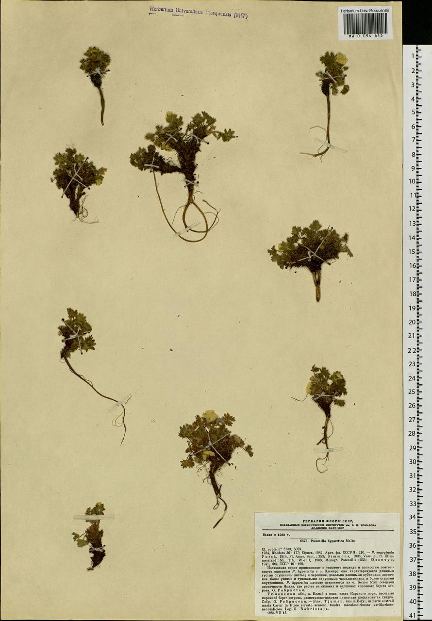 Potentilla hyparctica Malte, Siberia, Western Siberia (S1) (Russia)