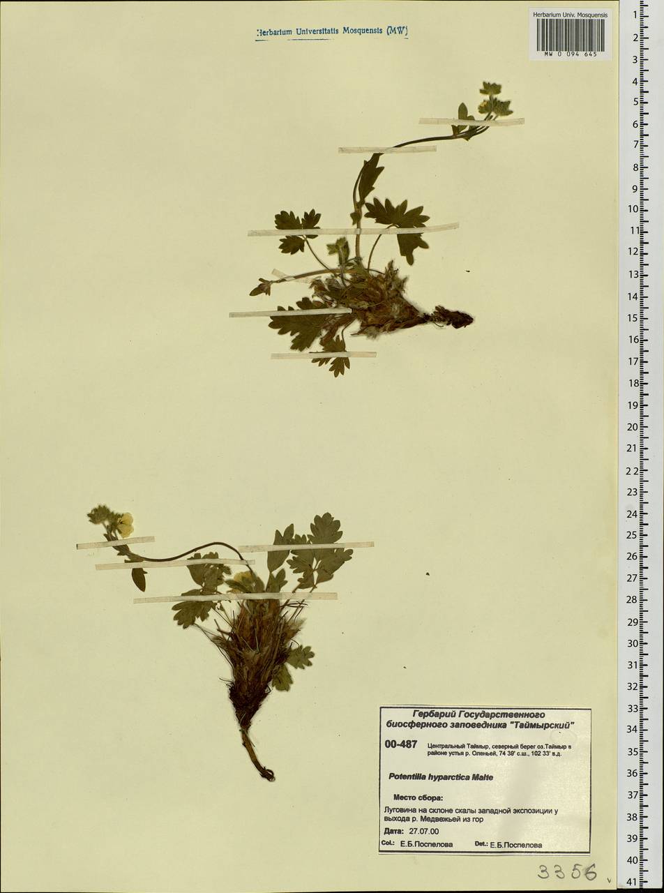 Potentilla hyparctica Malte, Siberia, Central Siberia (S3) (Russia)