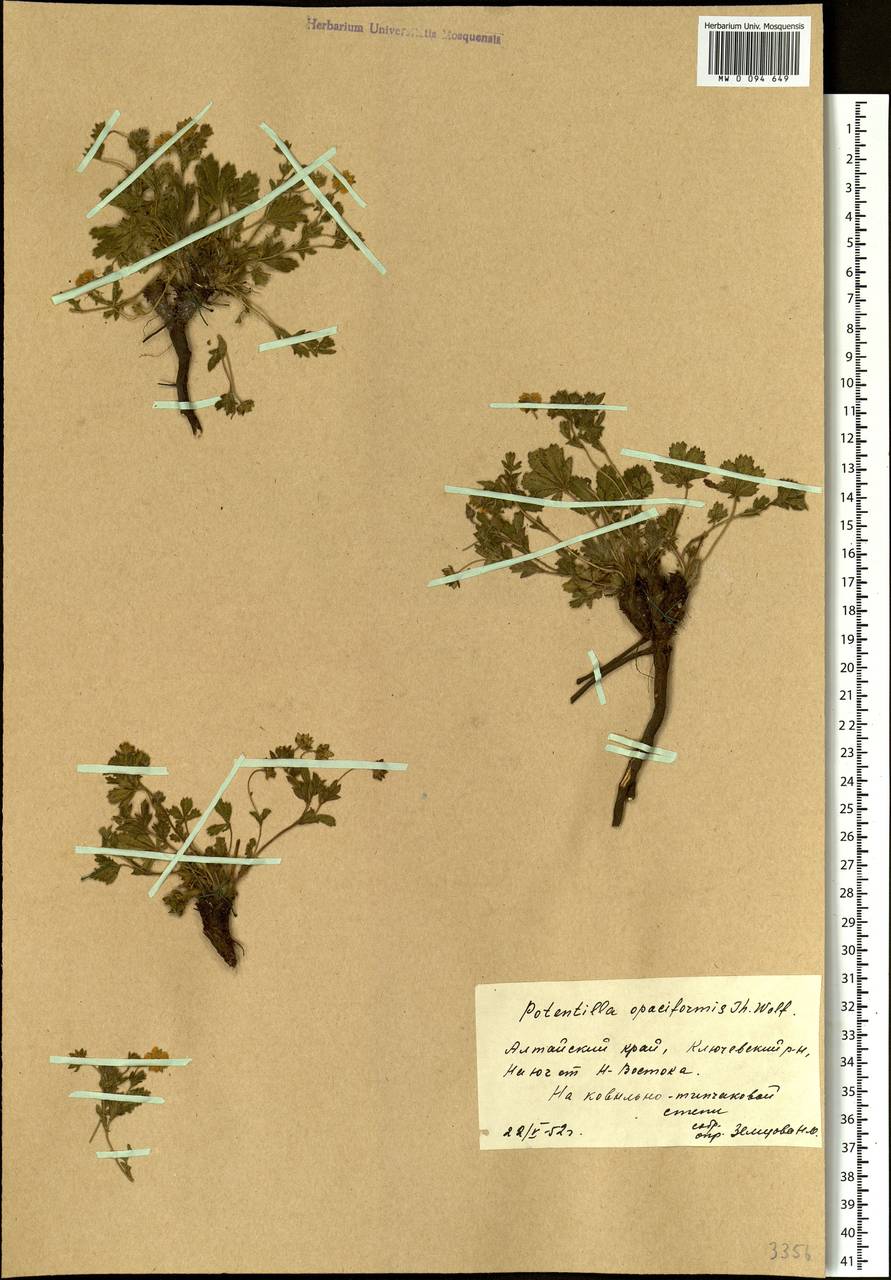 Potentilla humifusa Willd., Siberia, Altai & Sayany Mountains (S2) (Russia)