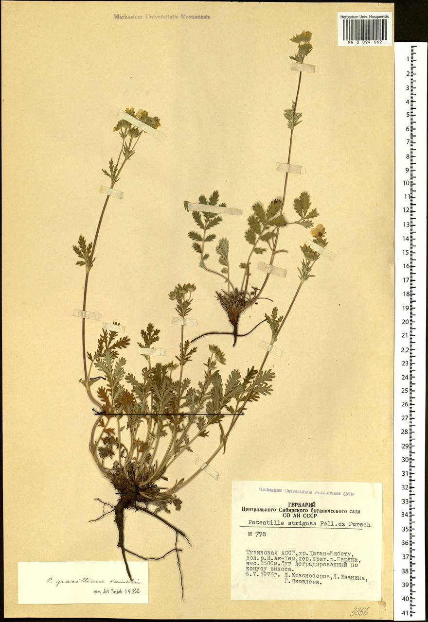 Potentilla gracillima Kamelin, Siberia, Altai & Sayany Mountains (S2) (Russia)