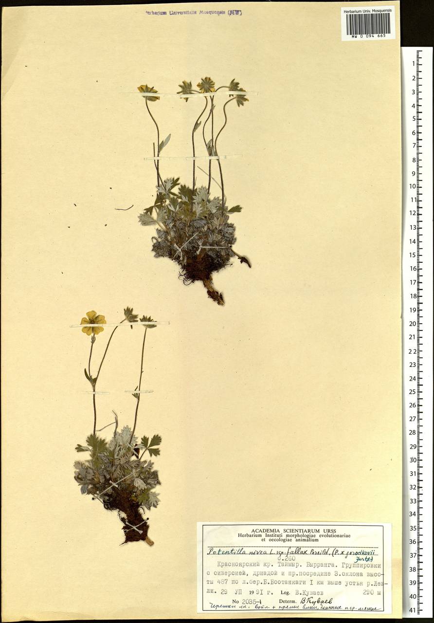 Potentilla ×gorodkovii Jurtzev, Siberia, Central Siberia (S3) (Russia)