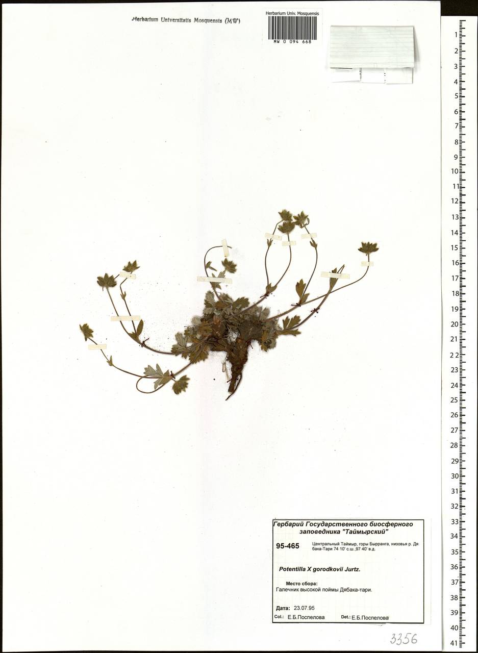 Potentilla × gorodkovii Jurtzev, Siberia, Central Siberia (S3) (Russia)