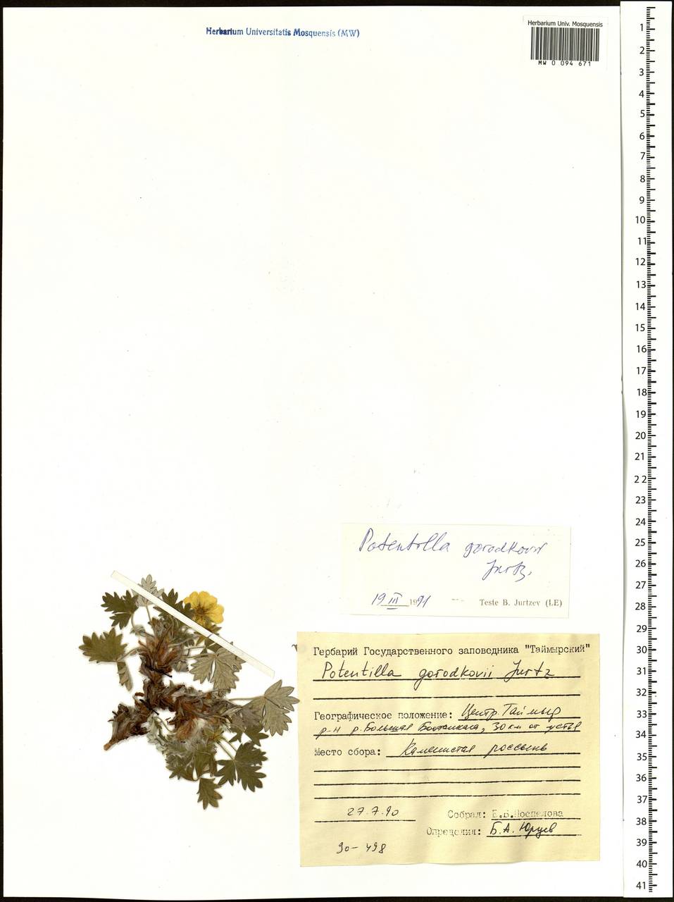Potentilla ×gorodkovii Jurtzev, Siberia, Central Siberia (S3) (Russia)