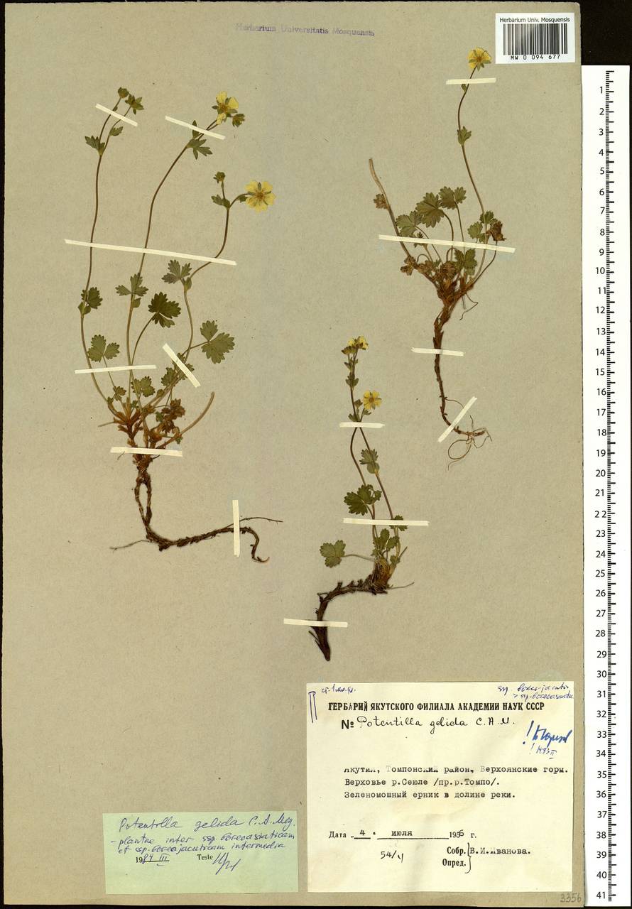 Potentilla crantzii subsp. gelida (C. A. Mey.) Soják, Siberia, Yakutia (S5) (Russia)