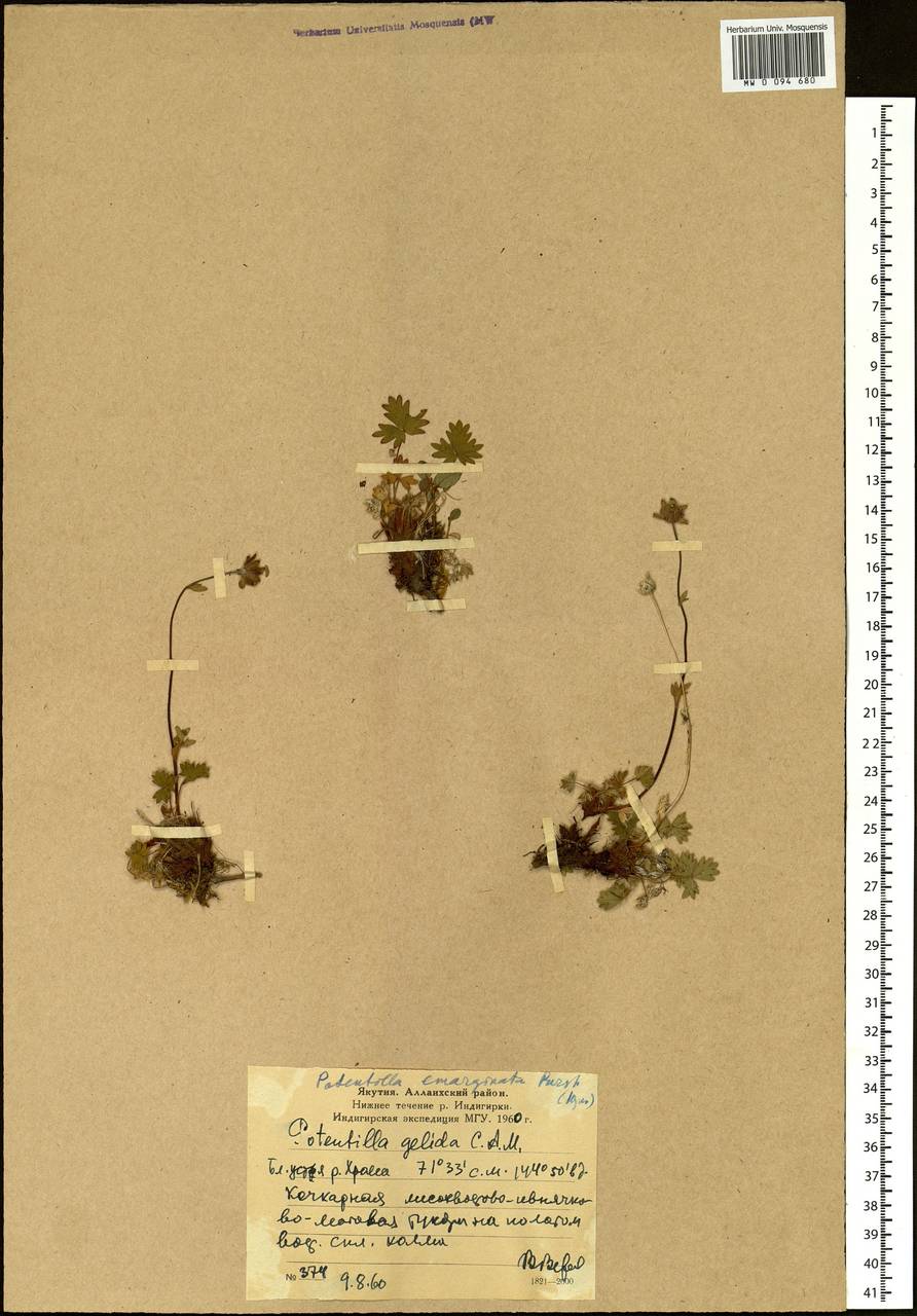 Potentilla crantzii subsp. gelida (C. A. Mey.) Soják, Siberia, Yakutia (S5) (Russia)