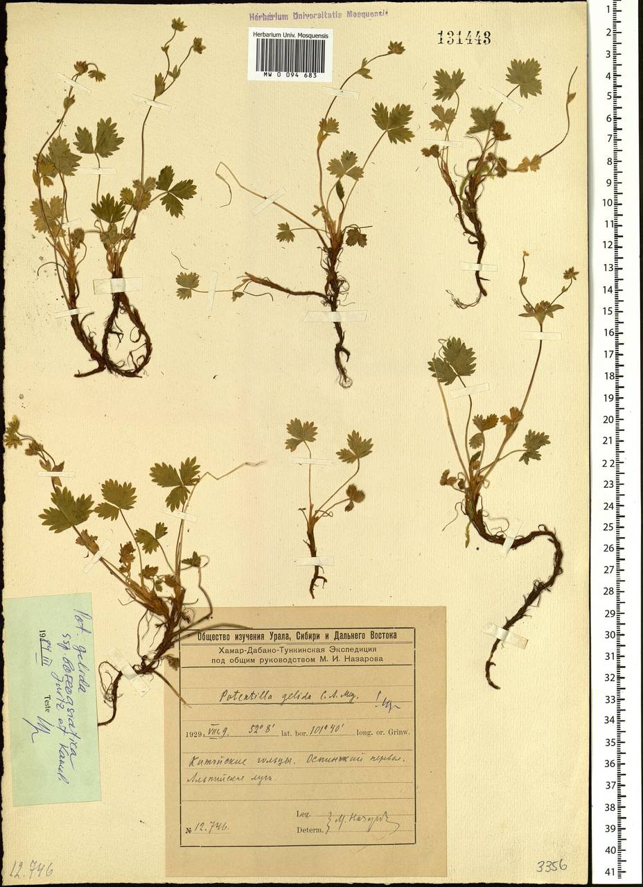 Potentilla crantzii subsp. gelida (C. A. Mey.) Soják, Siberia, Baikal & Transbaikal region (S4) (Russia)