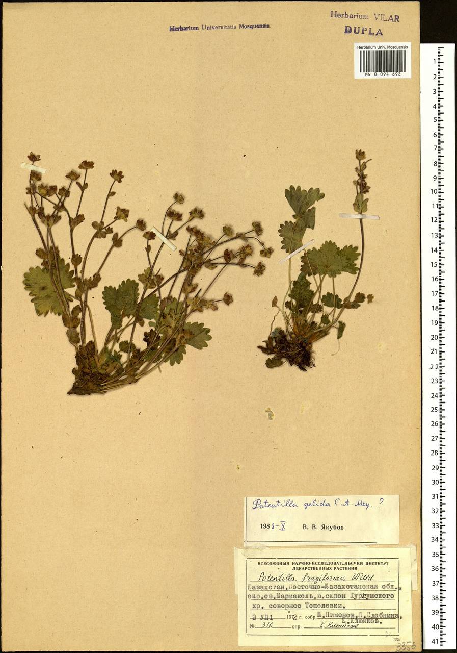 Potentilla crantzii subsp. gelida (C. A. Mey.) Soják, Siberia, Western (Kazakhstan) Altai Mountains (S2a) (Kazakhstan)