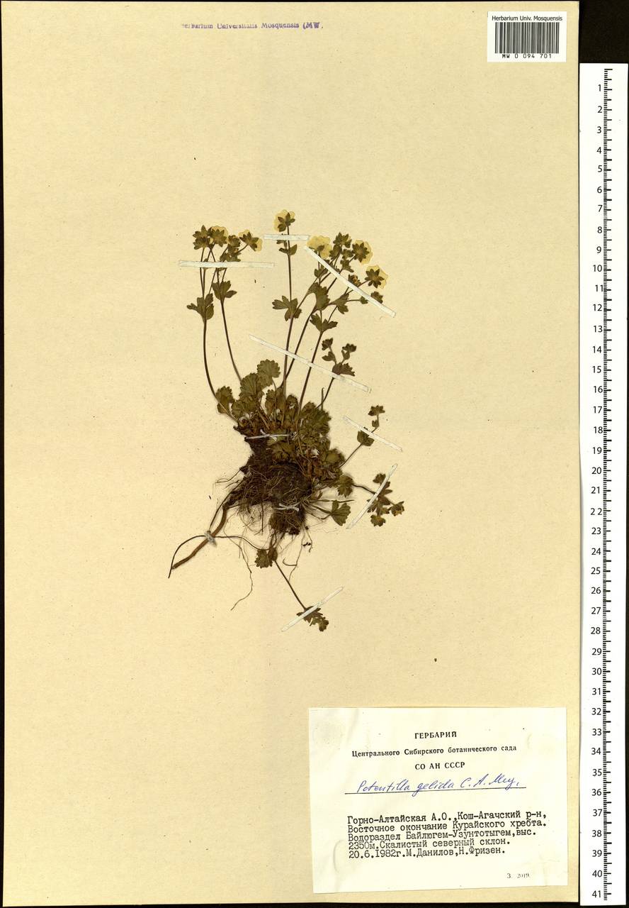 Potentilla crantzii subsp. gelida (C. A. Mey.) Soják, Siberia, Altai & Sayany Mountains (S2) (Russia)