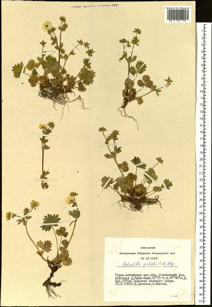 Potentilla crantzii subsp. gelida (C. A. Mey.) Soják, Siberia, Altai & Sayany Mountains (S2) (Russia)