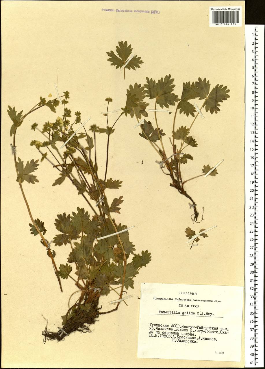 Potentilla crantzii subsp. gelida (C. A. Mey.) Soják, Siberia, Altai & Sayany Mountains (S2) (Russia)